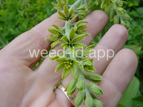 false-hellebore, green